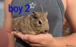 Guinea Pig rodents for sale: Mixed guinea pigs ready for a new home - Image 3