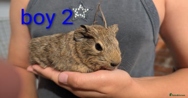 Guinea Pig rodents - Advert 7