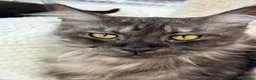 Maine Coon cats for sale: 6 Beautiful pedigree TICA reg Maine Coon kittens - Advert 6