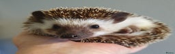 Pygmy Hedgehog rodents for sale: African pygmy hedgehogs - Advert 7