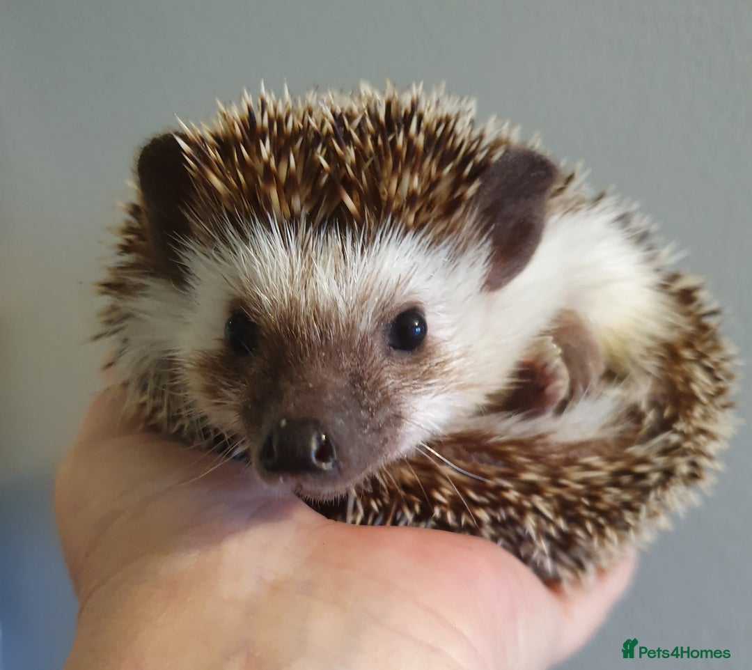 Pygmy Hedgehog rodents for sale: African pygmy hedgehogs - Advert 7