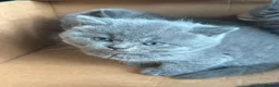 British Shorthair cats for sale: British shorthair kittens  - Advert 27