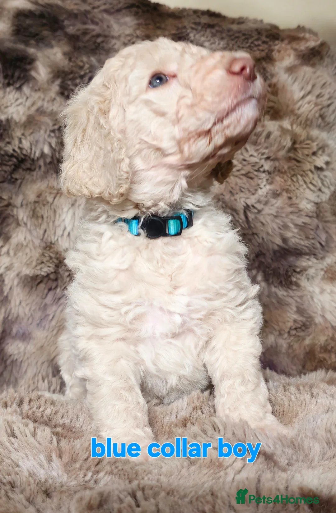 Labradoodle dogs for sale: NOW £1000!! standard multi-gen labradoodles  - Advert 19