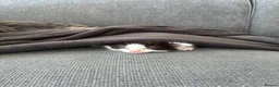 Mixed Breed cats for sale: British Shorthair mixed in Great Yarmouth - Advert 37