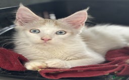 Maine Coon cats for sale: Maine Coon boy Blue Eyes very energetic Olivier - Image 5
