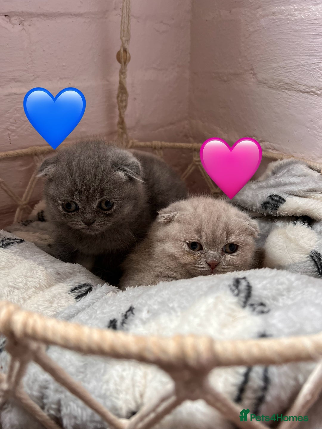 Scottish Fold cats for sale: Sale Scottish and Straight kittens 💗 - Image 8