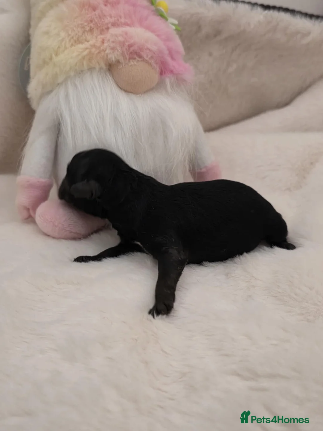 Maltipoo dogs for sale: Stunning✨rare Maltipoos  - Advert 3