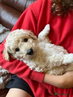 Bordoodle dogs BORDOODLE puppies DNA screened - Advert 5