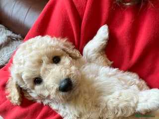 Bordoodle dogs BORDOODLE puppies DNA screened - Advert 18