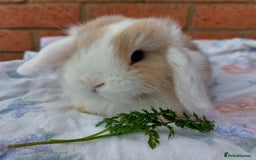 Mini Lop rabbits for sale: ☆ Beautiful Mini Lop Babies ☆ - Image 1