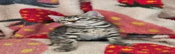 Mixed Breed cats for sale: Mixed kitten litter in Warrington - Advert 8