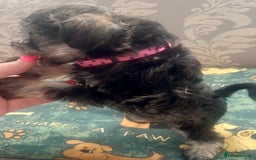 Schnoodle dogs for sale: 🐾🐶Stunning Schnoodles🐶🐾 - Image 15