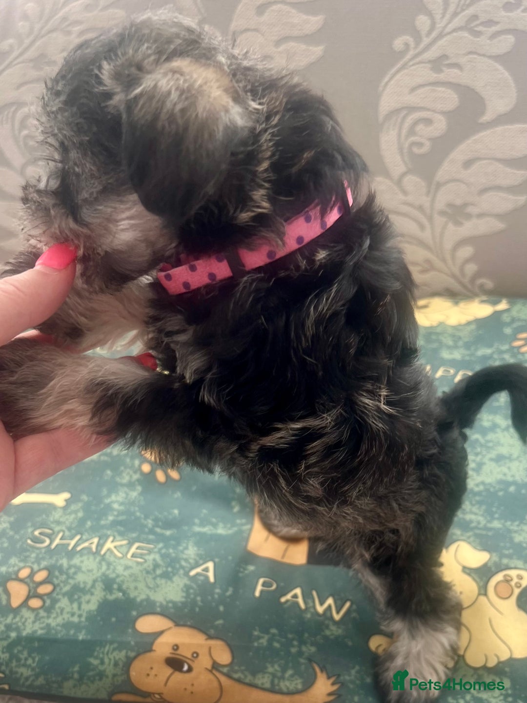 Schnoodle dogs for sale: 🐾🐶Stunning Schnoodles🐶🐾 - Image 15