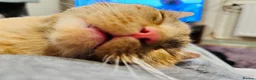 Mixed Breed cats for sale: Ginger tabby in Callington - Advert 3