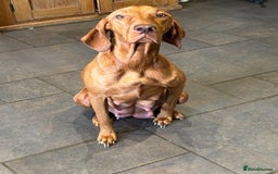 Hungarian Vizsla dogs for sale: Gorgeous Viszla Puppies - Image 6