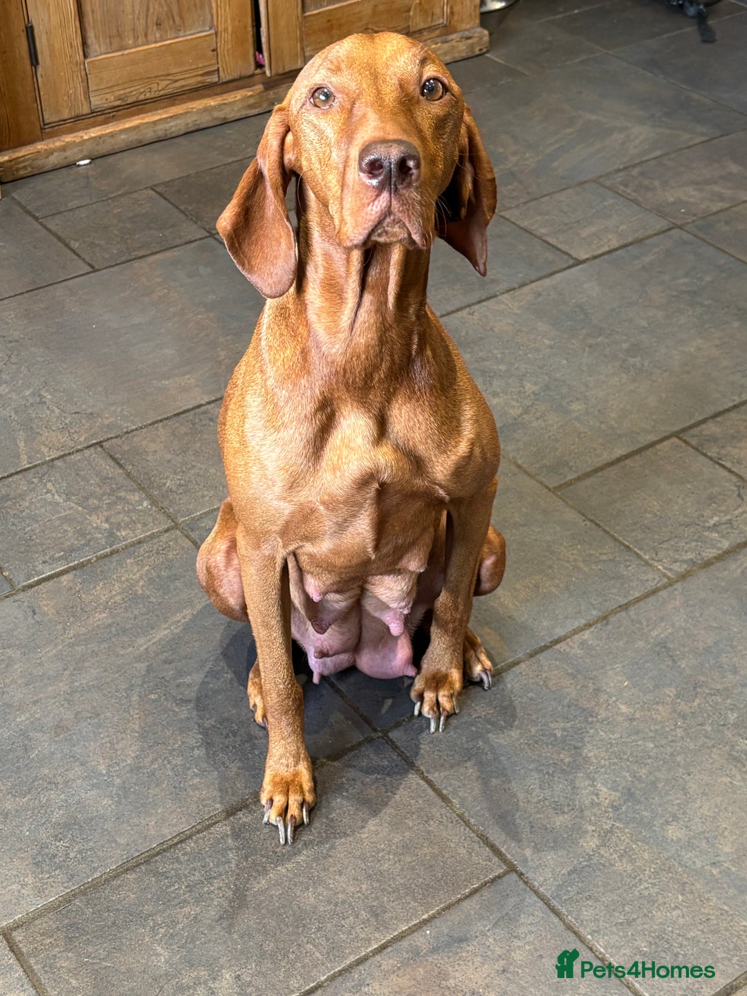 Hungarian Vizsla dogs for sale: Gorgeous Viszla Puppies - Image 6