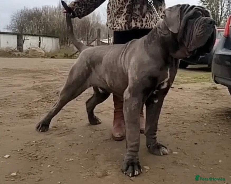 Neapolitan Mastiff dogs Neapolitan Mastiff Stud  - Advert 17