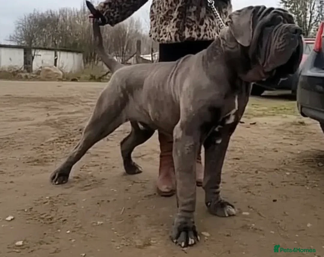 Neapolitan Mastiff dogs for stud: Neapolitan Mastiff Stud  in Birmingham - Advert 1