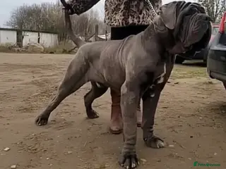 Neapolitan Mastiff dogs Neapolitan Mastiff Stud - Advert 1