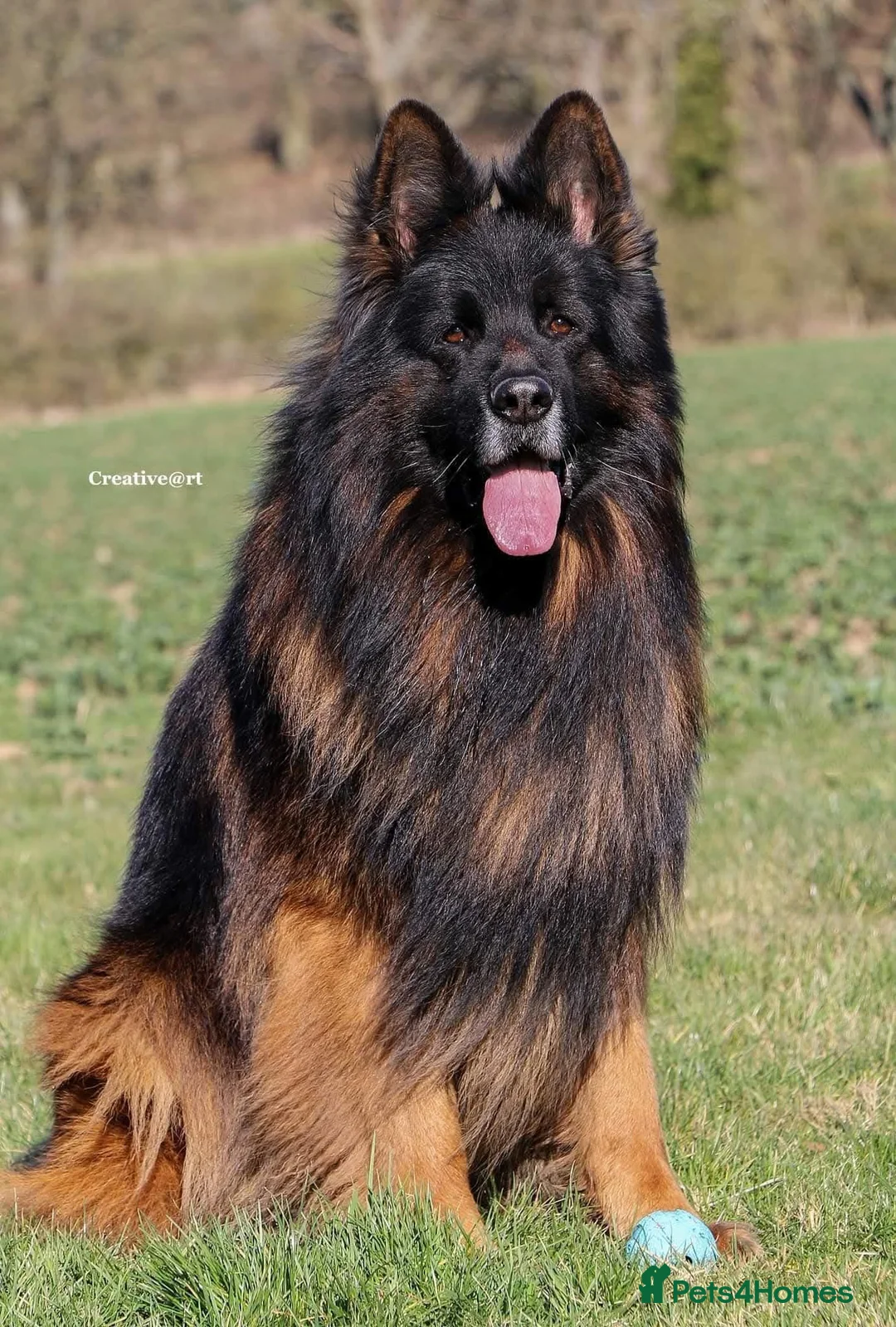 German Shepherd dogs for sale: ( Kc ) Handsome Boy with a Unique pedigree  - Advert 5