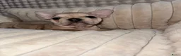French Bulldog dogs for sale: Blue, blue fawn and platinum french bulldog  - Advert 8