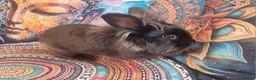 Mixed Breed rabbits for sale: Male rabbit (AJ) - Advert 2
