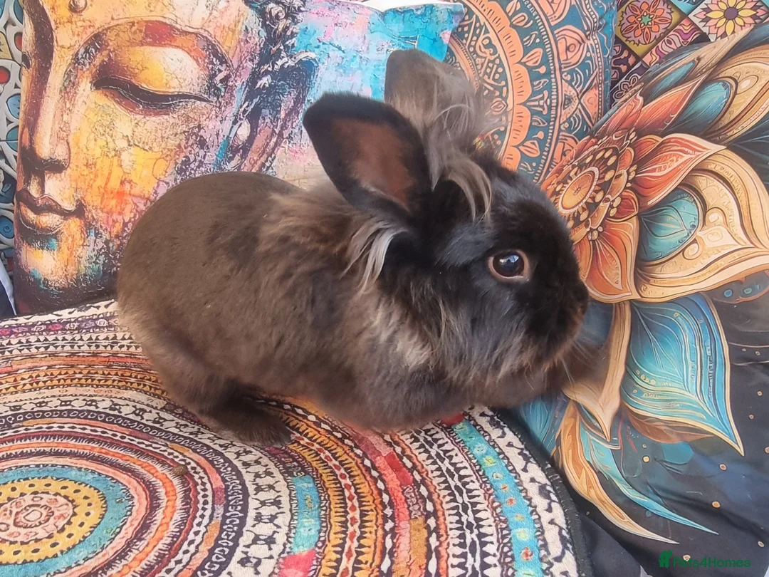 Mixed Breed rabbits for sale: Male rabbit (AJ) - Advert 2