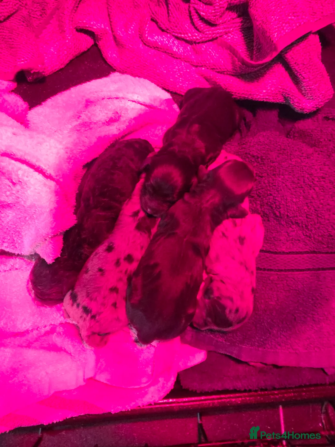 Cockapoo dogs for sale: 🍫 Meet Our Chocolate-Inspired Cockapoo Cuties 🍫 in Stoke-on-Trent - Advert 12