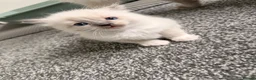 Ragdoll cats for sale: Kitten Ragdoll cat blue point  - Advert 19