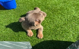 Jack Russell dogs for sale: Miniature Jack Russell puppies Ready to leave in Gillingham - Image 36