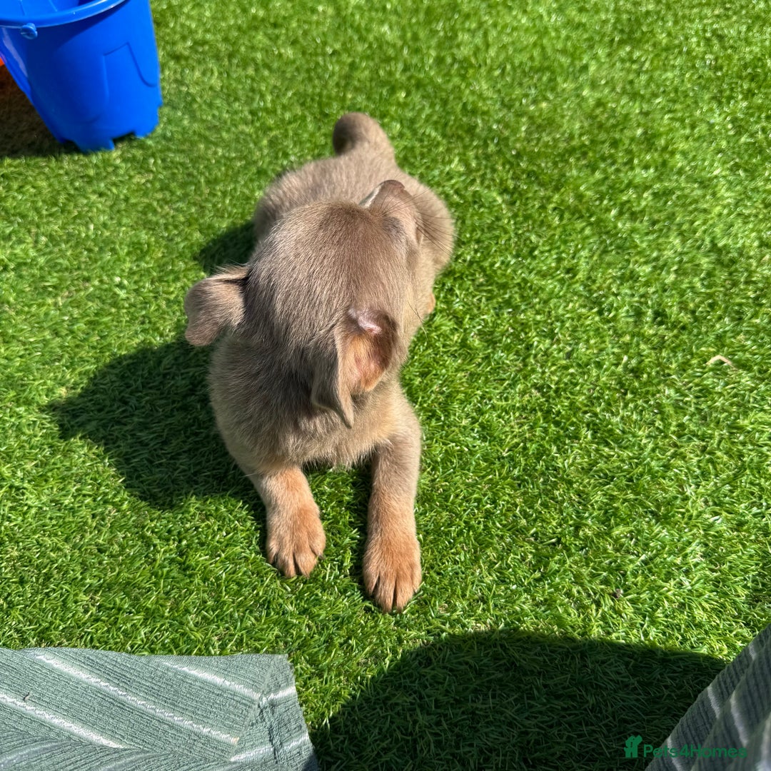 Jack Russell dogs for sale: Miniature Jack Russell puppies Ready to leave in Gillingham - Image 36