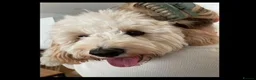 Cavapoochon dogs for sale: A Loyal Best Friend Is Waiting – Meet Tito! - Advert 6