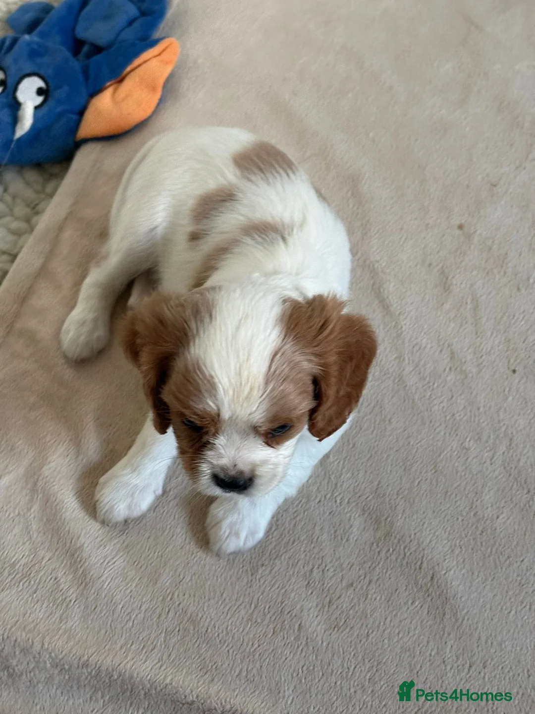 Cavalier King Charles Spaniel dogs for sale: DNA Tested Cavalier King Charles Puppies - Advert 22