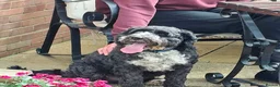 Cockapoo dogs for adoption: Buddy - Fakenham Norfolk  in Fakenham - Advert 13