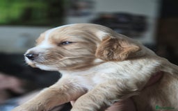 Sprocker dogs for sale: Sprockers - Image 14