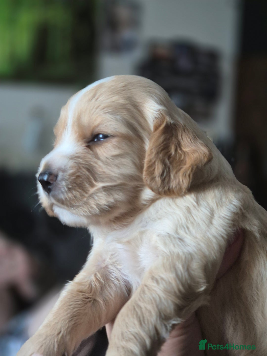 Sprocker dogs for sale: Sprockers - Image 14