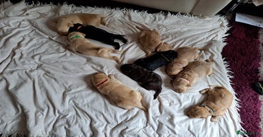Labradoodle dogs - Advert 8