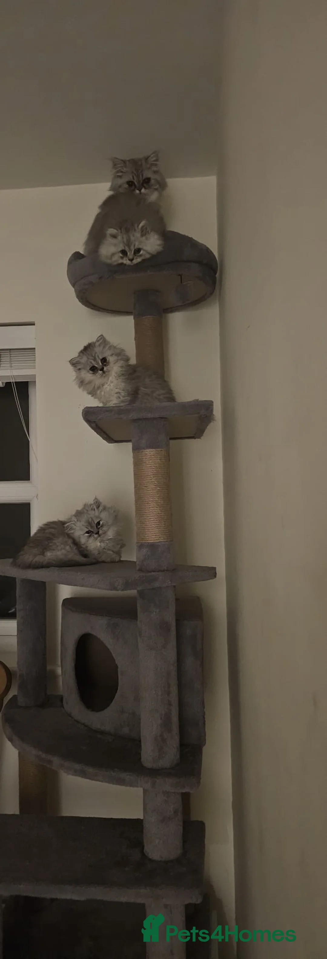 Persian cats for sale: Ready To Leave - Advert 1