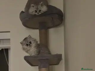 Persian cats Ready To Leave - Advert 7