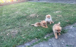 German Spitz dogs for sale: 4x Beautiful German Spitz Pomeranian Puppies  - Image 28