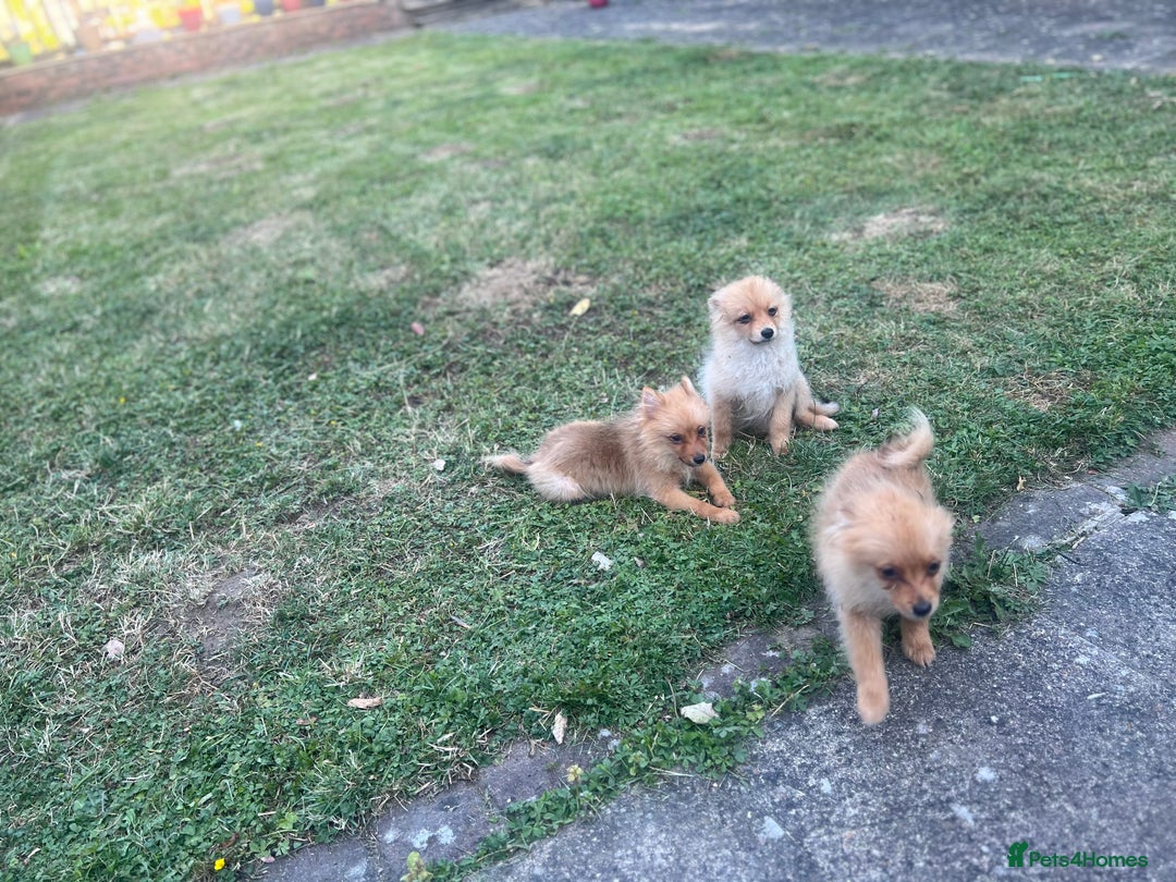 German Spitz dogs for sale: 4x Beautiful German Spitz Pomeranian Puppies  - Image 28