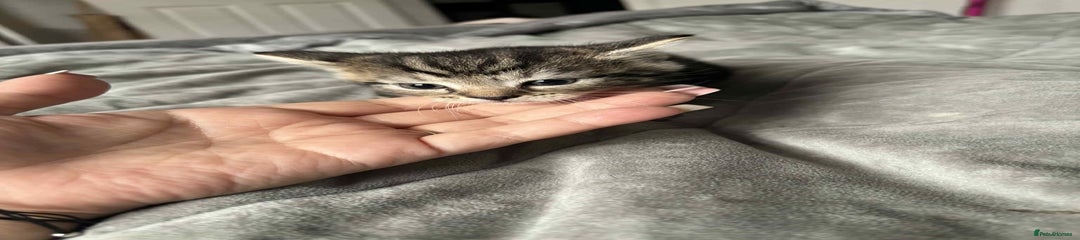 Mixed Breed Kitten 4