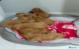 Cockapoo dogs for sale: Cockapoo pups for sale  - Image 4