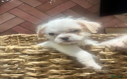 Chipoo dogs for sale: Our Beautiful Chipoo puppies for sale  - Advert 3