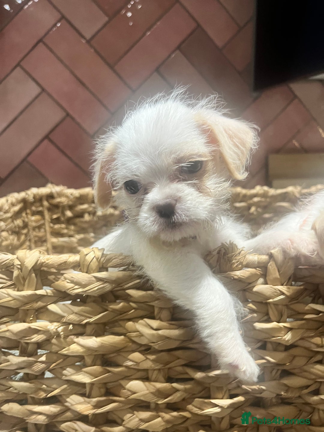Chipoo dogs for sale: Our Beautiful Chipoo puppies for sale  - Advert 3