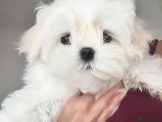 Maltese dogs 🦋Show Quality Maltese Boy Health Tested Parents🦋 - Advert 5