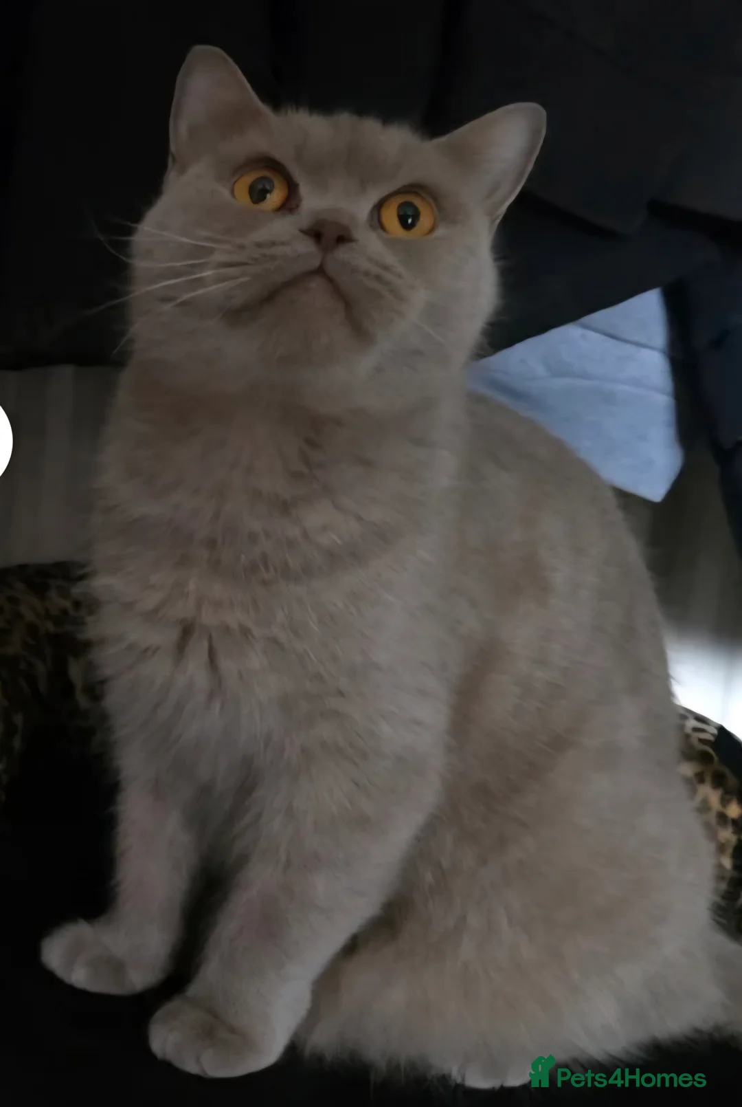 British Shorthair cats for sale: Lovely Active Lilac Girl - Advert 1