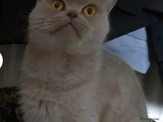 British Shorthair cats Lovely Active Lilac Girl - Advert 2
