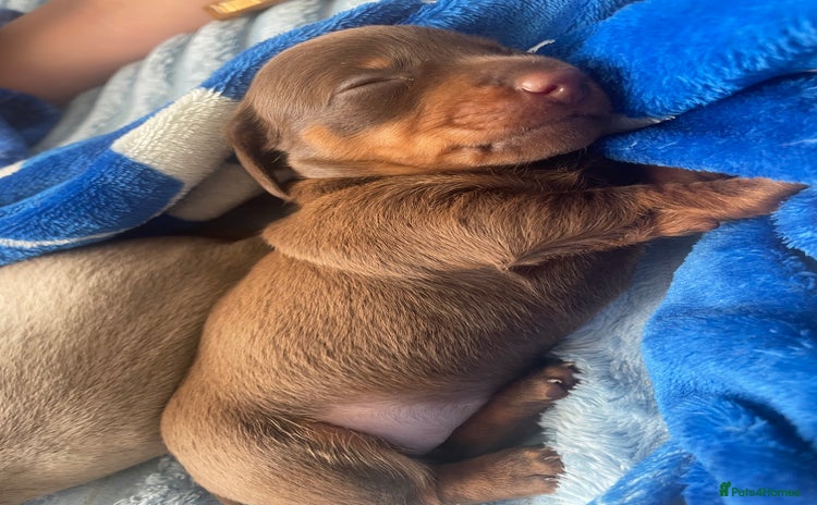 Dachshund dogs - Advert 1