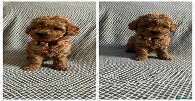 Maltipoo dogs - Advert 3